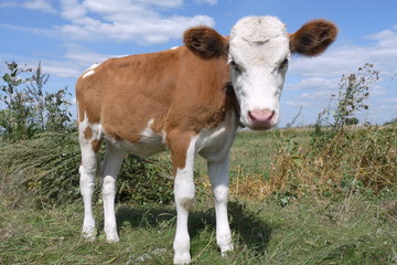 Fototapeta na wymiar Colorful bull with big funny ears close to the pasture