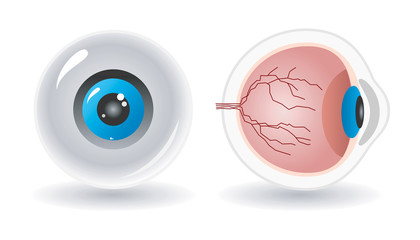 vector anatomy of human eye