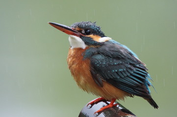 雨はイヤねぇ・・・