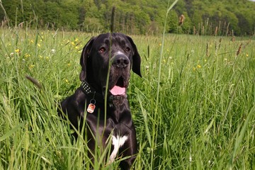 Deutsche Dogge im hohen Gras liegend