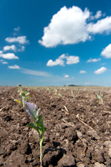 Agriculture