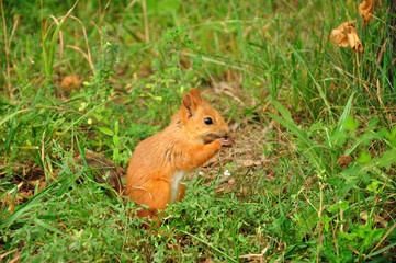 Naklejka na ściany i meble Red squirrel on the grass