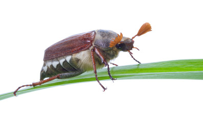 may-bug on blade isolated