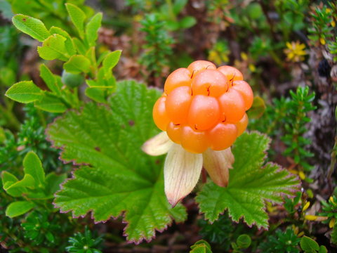 Close-up of an arctic cloudberry on an undergrowth background