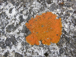 Orange lichen on a granite rock (background)