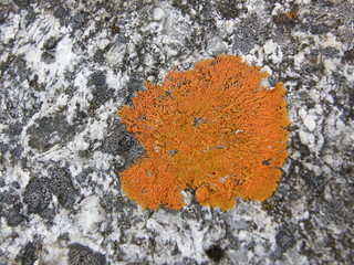 Orange lichen on a granite rock (background)