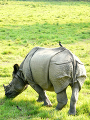 Obraz premium Wild white rhino with bird