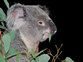 Foto op geborsteld aluminium Koala koala bear eating eucalyptus leaves