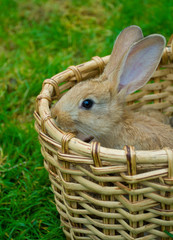 small bunny in basket