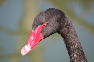 Head of a black swan