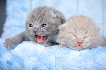 British kitten on grey background