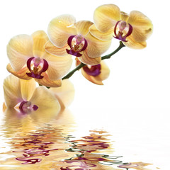 Orchid on white background with reflection