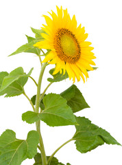 Obraz premium sunflower with drops of water