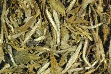 Grüner Tee China Snow Buds