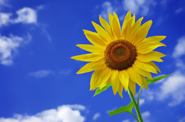 Obraz premium sonnenblume