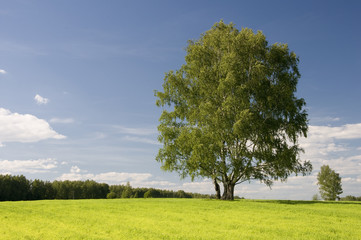 Wonderful autumn sun and meadow