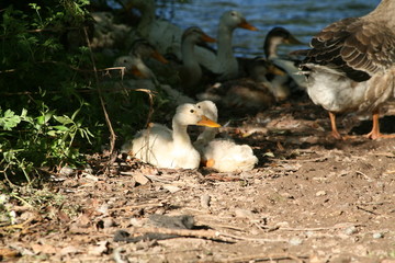 Ducks