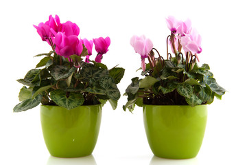 Pink Cyclamen