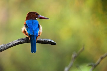 Kingfisher.