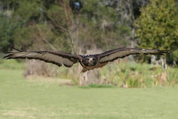 Jackal Buzzard Bird