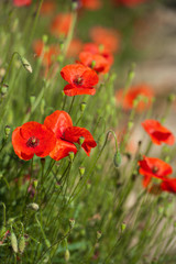 Naklejka premium Red poppies in the grain fields