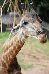 Portrait of a ziraffe