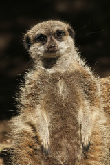 Fototapeta premium Meerkat looking at you