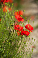 Red poppies in the grain fields