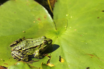 Frog on a leaf