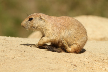 Little prairie dog