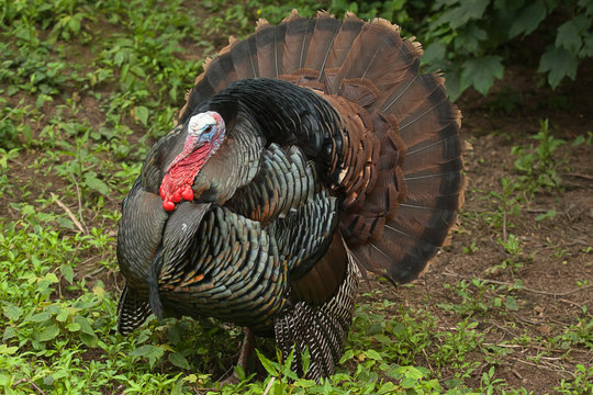male turkey 8661