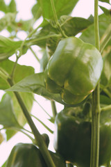 Paprika-Frucht an Pflanze