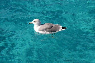 Möwe