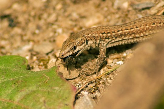 Macro of Lizard eating spider