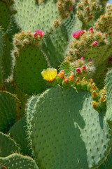 Flowering cactus plant.