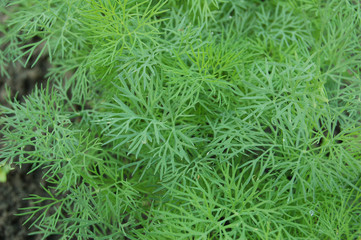 dill