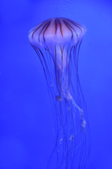 Striped jellyfish