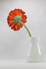 red gerbera