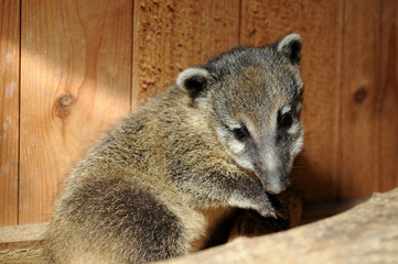 Südamerikanischer Nasenbär