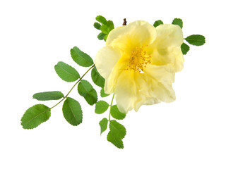 Obraz premium flowers of Dog Rose, Rosa canina