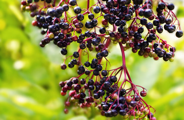 Holunderbeeren