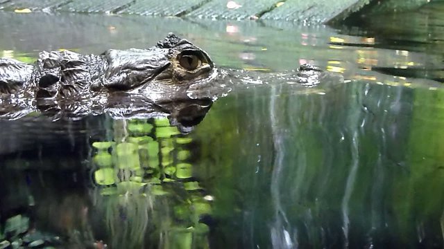 crocodile