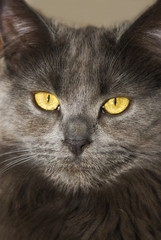 porträt einer maine coon katze