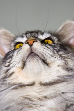 portr&auml;t einer maine coon katze