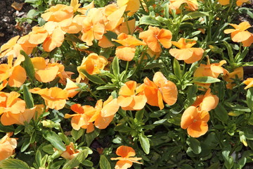 Yellow flowers in Alcala de Henares  Madrid province Spain