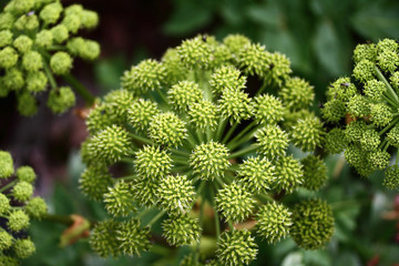Green umbelliferae hogweed
