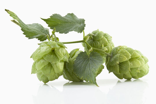 Hopfen