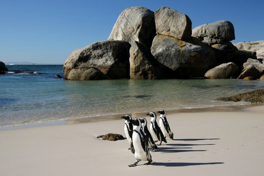 African Penguins at Boulders