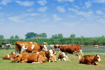 Fototapeta na wymiar white and brown cows on pasture