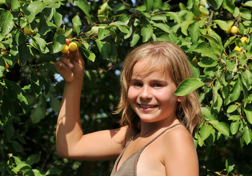 Mirabellen Ernte